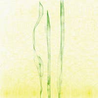 Playlist cover