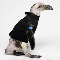 Groove Penguin's avatar