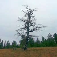 Northern Skulls's avatar