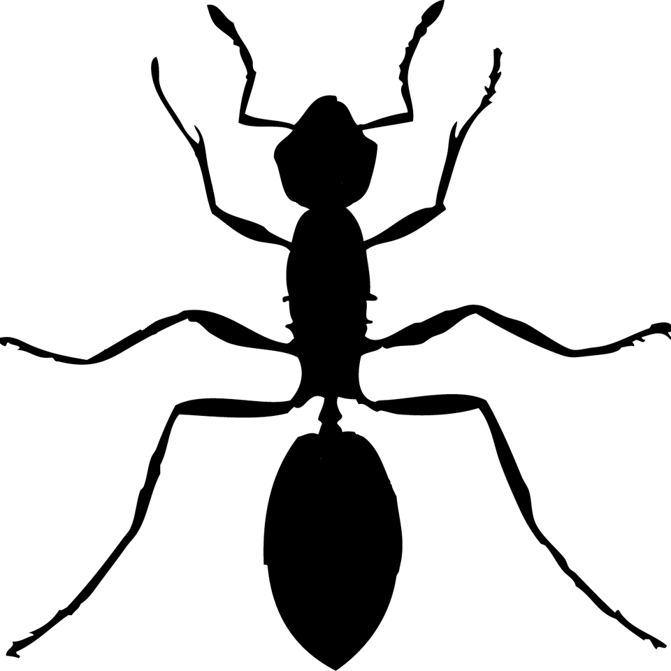 antcolony's avatar