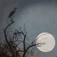 The Black Swans's avatar