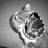 visqueen's avatar