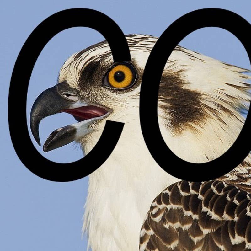 Consonant Osprey's avatar