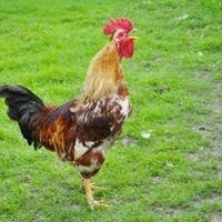Cock o' the Green's avatar